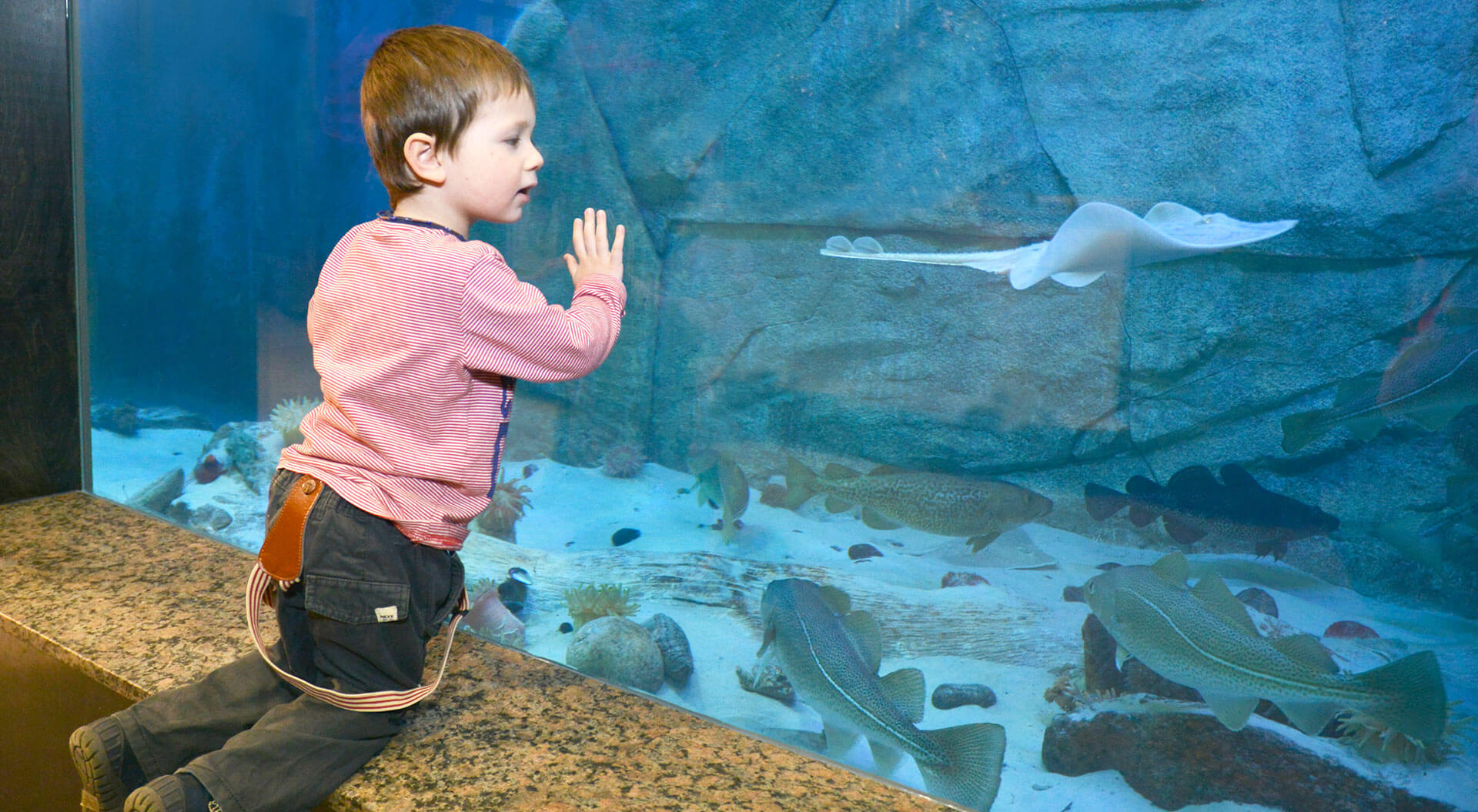 Jeune garçon regardant une raie et des poissons devant un aquarium au Musée du Fjord de La Baie.