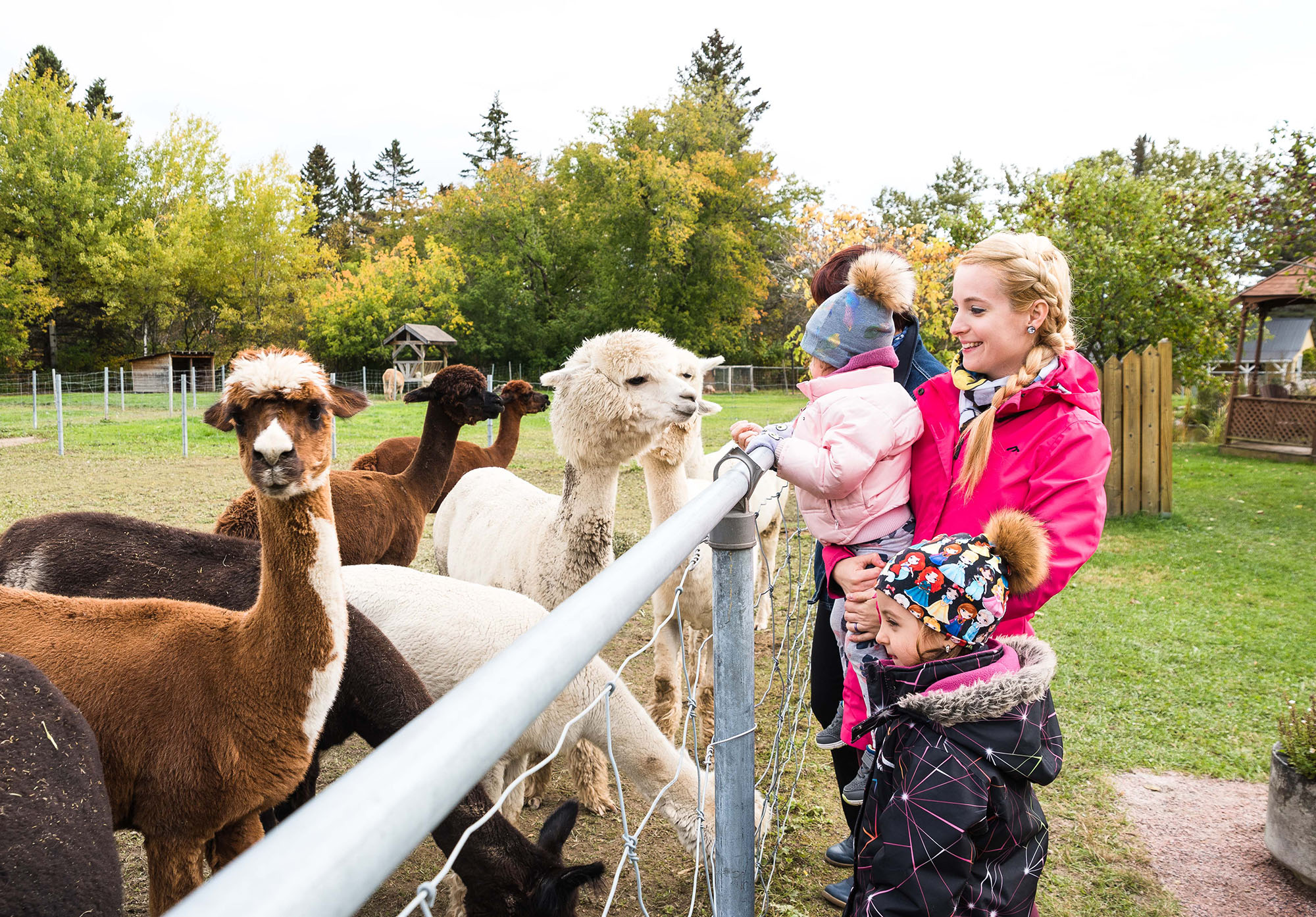 Famille avec alpagas - Alpaga Bersi, Saguenay Fjord