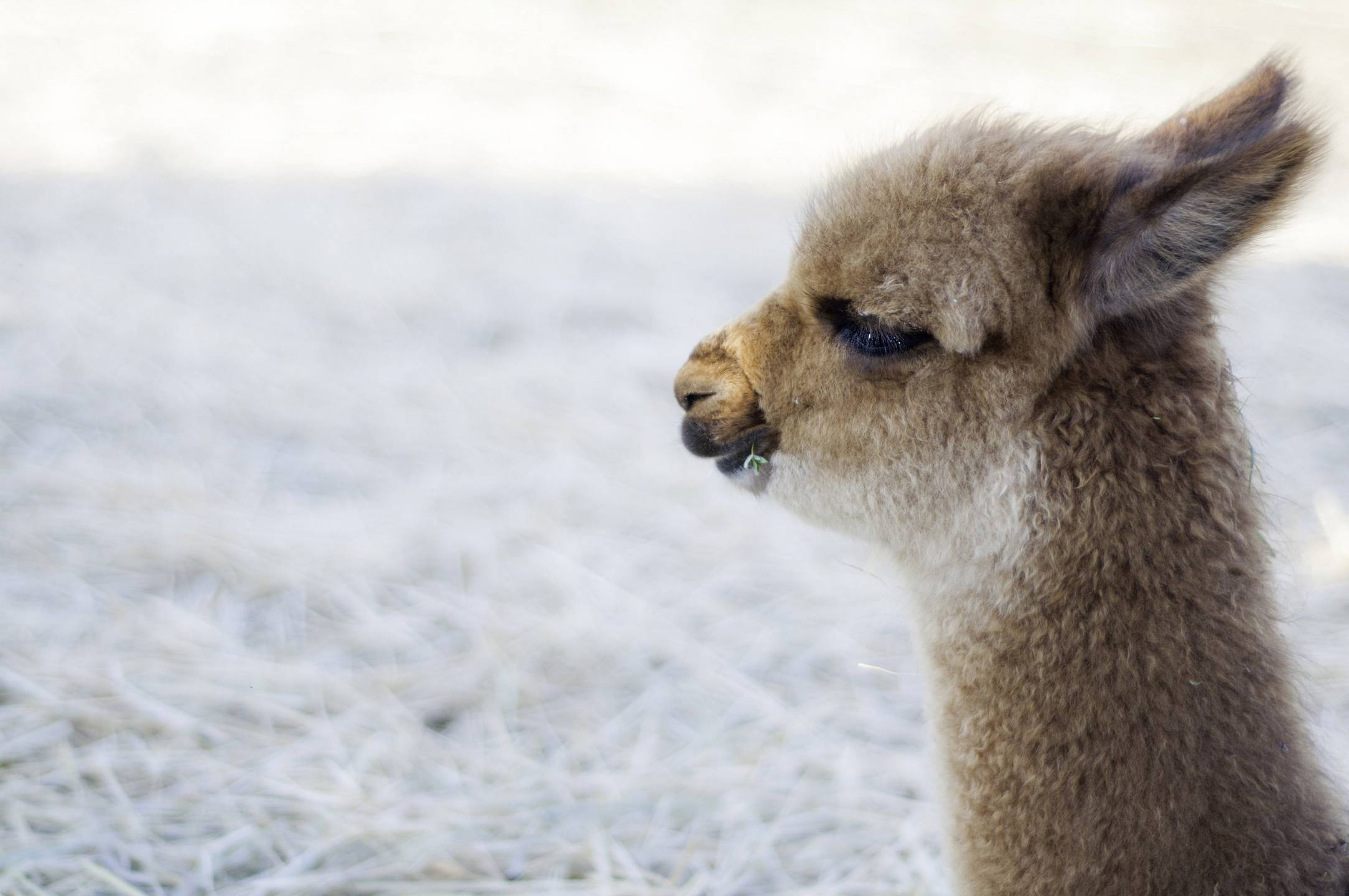 Saguenayfjord Alpagas La La 5 Copyright Alpaga La La