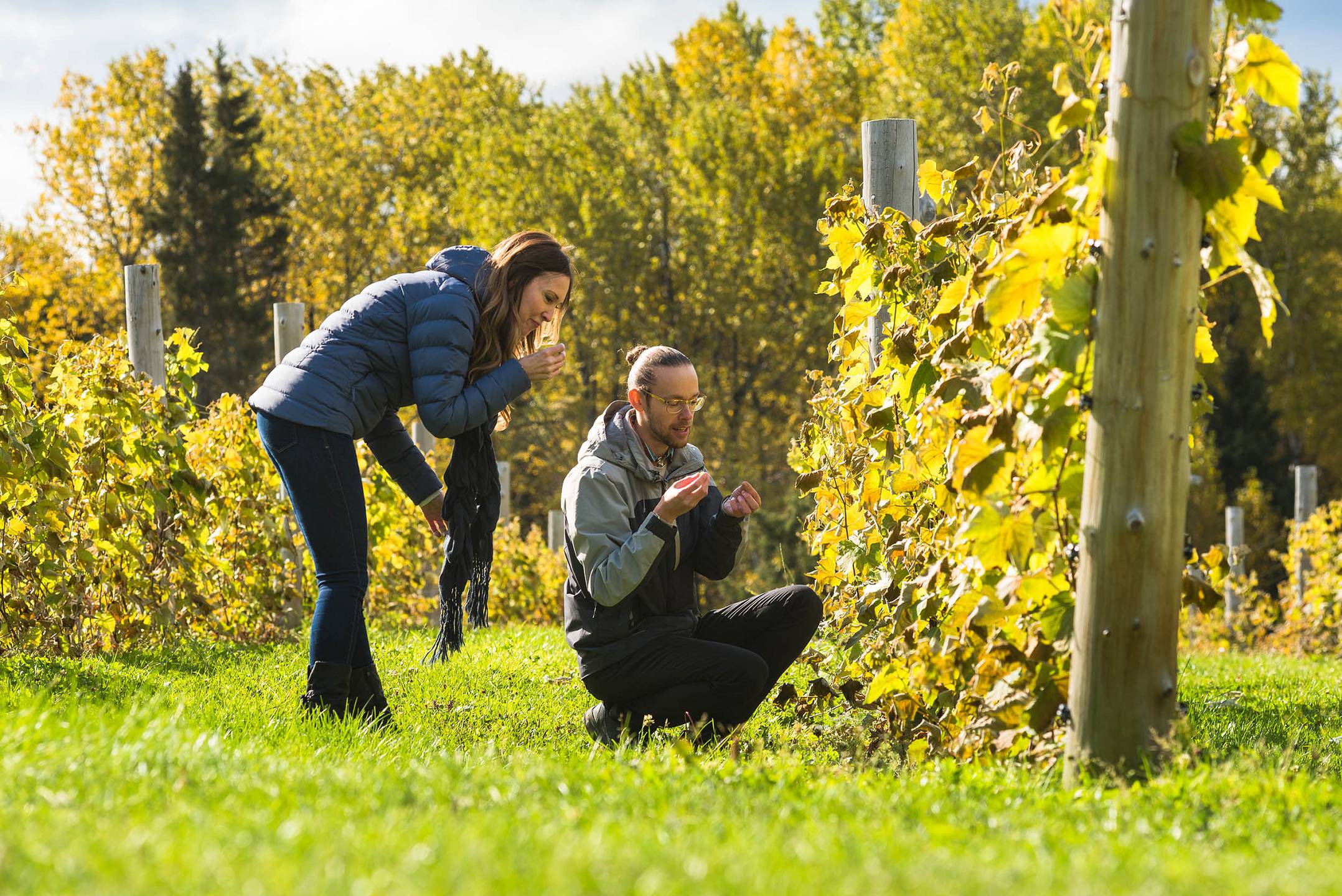 saguenay-domaine-le-cageot-vignoble-copyright-laurent-silvani-2