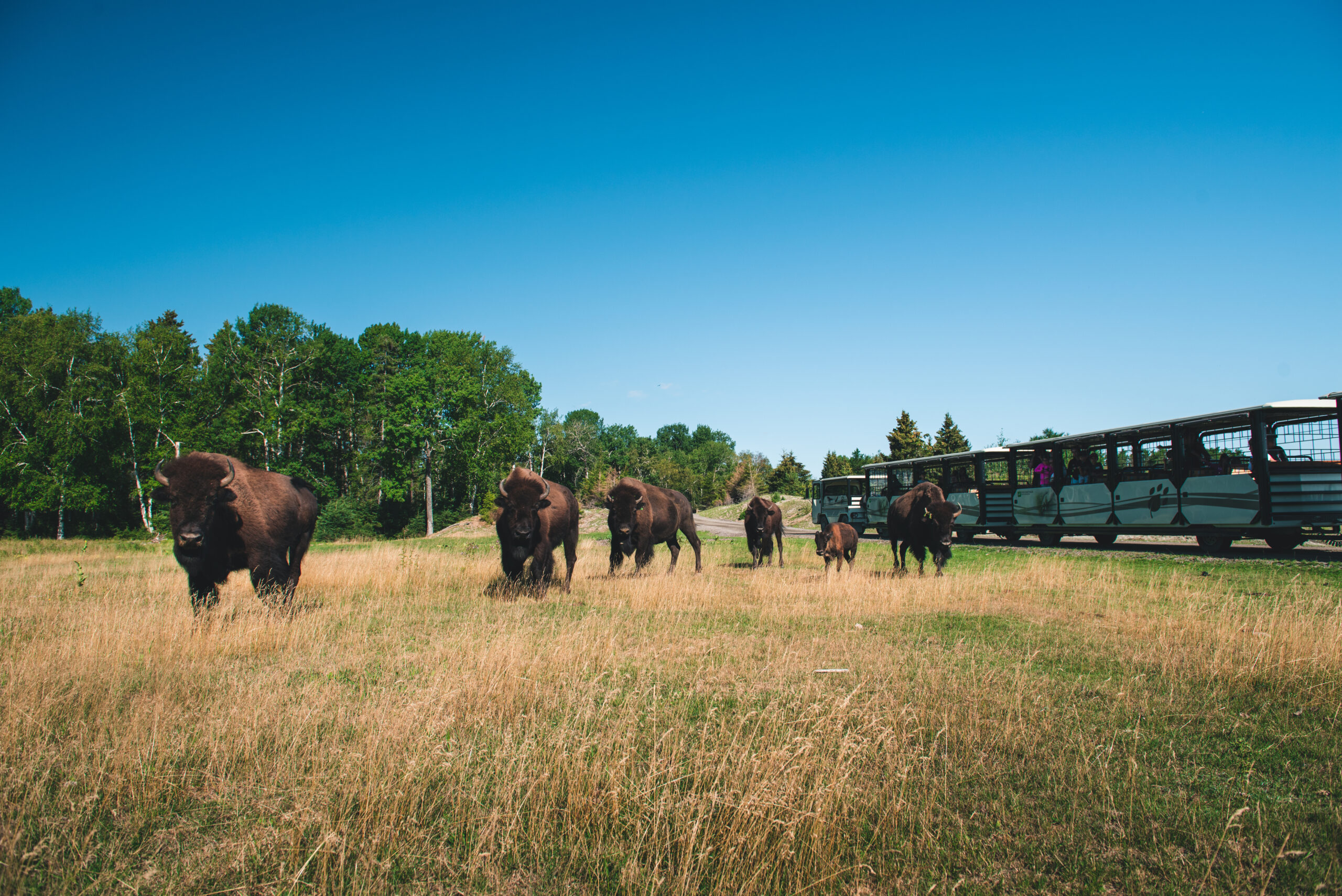 Zoo sauvage de Saint-Félicien, train touristique